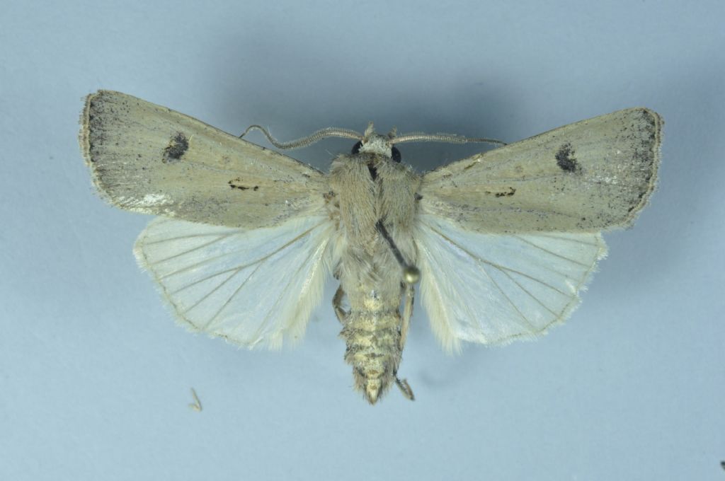 Caradrina o Agrotis